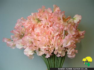 Lathyrus odoratus Coral Pink.JPG